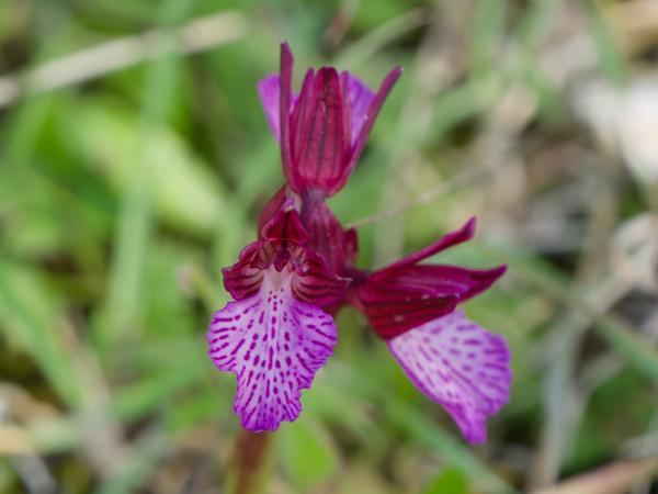 <h3><a href="/trips/kreta/biota/plantae/tracheophyta/liliopsida/asparagales/orchidaceae/anacamptis papilionacea/anacamptis papilionacea-nl.html">Anacamptis&nbsp;papilionacea</a> / Pink‑butterfly&nbsp;orchid / Vlinderorchis</h3>OM-1 Mark II met OLYMPUS M.150-400mm F4.5 TC, 1/2000 sec  bij F5.6, ISO 4000, afstand 1.68&nbsp;m